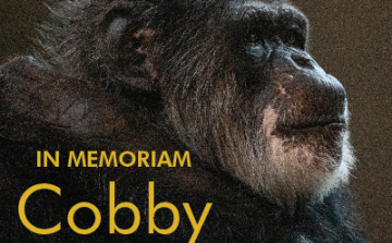 Elpusztult az észak-amerikai állatkertek legöregebb hím csimpánza 